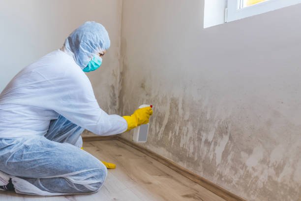 Licensed Attic Mold Removal service in Quantico, VA - WQB Mold Removal