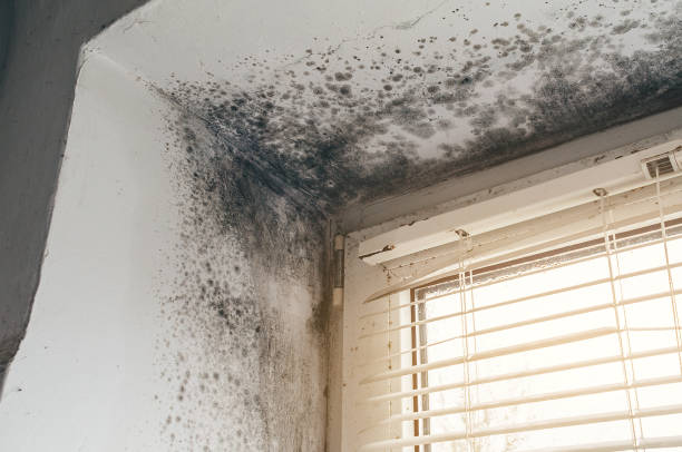 Affordable Attic Mold Removal solutions in Quantico, VA
